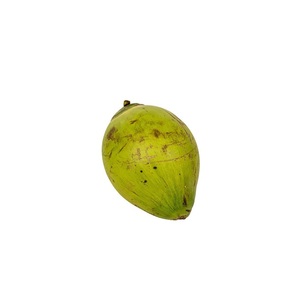 Coco Verde Fresco Entero Orgánico de Primera Calidad, Agua Hidratante Natural con Pulpa Dulce y Tierna - Product Image 6