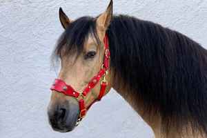 Cuero de vaca de primera calidad Ecuestre Cuero genuino Caballo Headstall Collar de pecho Listo para enviar Accesorios de caballo - Product Image 4