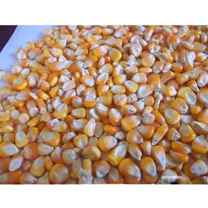Amarillo Natural seco maíz fresco maíz amarillo maíz/maíz amarillo para la venta - Product Image 1