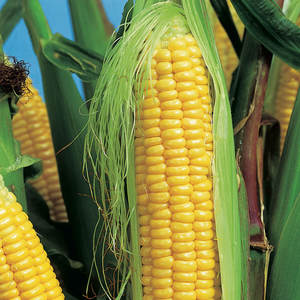 Maíz amarillo canadiense de grado superior, granos de maíz dulce frescos y secos a granel, bolsas de 50kg, alimentación animal orgánica sin OGM, altamente nutritiva - Product Image 5