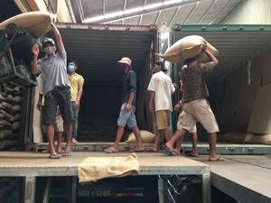 เมล็ดกาแฟโรบัสต้าสีเขียวแบบเวียดนามข้อเสนอติดต่อ MS Quincy WA 84858080598 - Product Image 3