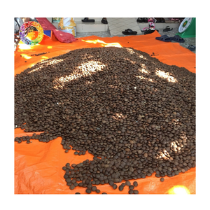 Semillas de Sacha Inchi Crudas de Alta Calidad al por Mayor, Suministro a Granel de Granos con Sabor a Nuez, Salida de Fábrica, Suministro de Fábrica de Semillas de Sacha Inchi - Product Image 4