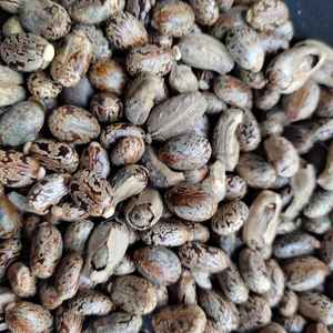 Huile de Ricinus - Product Image 3