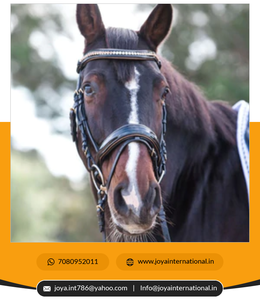 2022มาใหม่ Amalfi บังเหียนม้วนได้คุณภาพสูงมีการพับเก็บได้ - Product Image 2