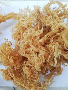 มอสจากธรรมชาติอบแห้งแบบไอริชมอส (cottonii สาหร่ายทะเล/Eucheuma cottonii) กล่องแปรรูปปรุงรสบรรจุในราคาที่แข่งขันได้ - Product Image 2