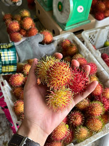 Rambután fresco de calidad de exportación de Vietnam embalado en cajas de cartón para envío marítimo y aéreo con larga vida útil - Product Image 6