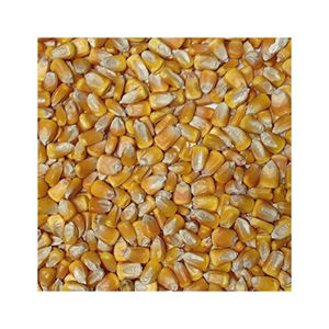 ข้าวโพดแห้งขายข้าวโพดสีเหลืองที่ไม่ใช่จีเอ็มโอขายดีที่สุดข้าวโพดสีเหลืองธรรมชาติคุณภาพดี - Product Image 1