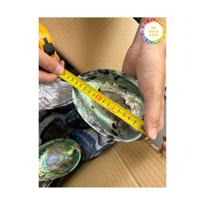 Concha de abulón, Material de mar Natural de Vietnam para decoración de joyería, Diseño Artesanal y exportación internacional al por mayor - Product Image 5