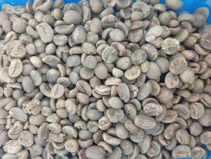 VIETNAMESE SUPPLIER of Arabica Raw <b>Coffee</b> <b>Beans</b> - Grade 3 Size 14 - Cheapest Wholesale - Bulk Packaging Free Sample & Small MOQ - Product Image 4