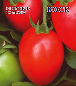 เมล็ดพันธุ์มะเขือเทศไฮบริด ROCK F1 ความบริสุทธิ์ 99% ความมีชีวิต 90% ยี่ห้อมูนสตาร์ - Product Image 1