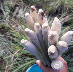 Citronnelle fraîche/IQF d'excellente qualité du Vietnam - Product Image 2