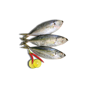 Pescado Scad Congelado de Ojos Grandes, Entero, IQF, Empaque a Granel, Venta al por Mayor, Exportación, Productos a Bajo Precio - Product Image 2