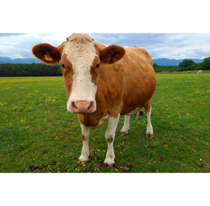 Vaches vivantes avec identification par microchip, traçabilité complète, enregistrements de lignée sanguine disponibles pour le stock d'élevage premium, commande en gros - Product Image 2