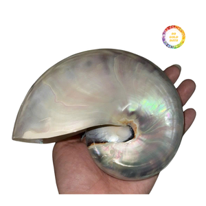 Elegante Concha de Nautilus para Decoración de Interiores, Concha Marina Espiral Natural Utilizada para Aplicaciones Decorativas y Artesanales - Product Image 5