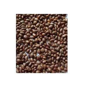 Semillas de ricino de doble lengua de primera calidad para extracción de aceite, Exportación a granel desde la India, 12 meses de vida útil - Product Image 4
