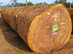 Keruing bản ghi cho sawmilling keruing bản ghi cho gỗ Ốp keruing bản ghi cho đồ nội thất xuất khẩu - Product Image 2