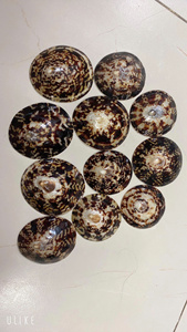 CARCASAS LÁMPARAS ARTESANALES CON BELLEZA DEL OCÉANO PARA CONFORT NATURAL Y DISEÑO ARTÍSTICO PARA MADRES - Product Image 5