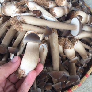 Hongo Termite Seco Silvestre de Primera Calidad, Precio Directo de Fábrica - Product Image 5