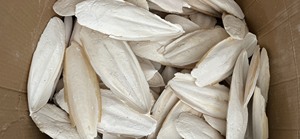 Hueso de sepia seco Color blanco natural o blanqueado para piensos/reptiles/piensos para animales pequeños - Product Image 2
