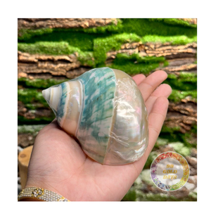 Coquilles turbo naturelles en vrac Coquillages décoratifs pour bijoux faits à la main, souvenirs et décoration côtière, approvisionnement au Vietnam - Product Image 6