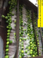 Lima fresca sin semillas Limón 84 917476477 Embalaje estilo Vietnam 7 Kg por caja con color verde Natural Sour T/T, L/C 15 días 4 up Cm
