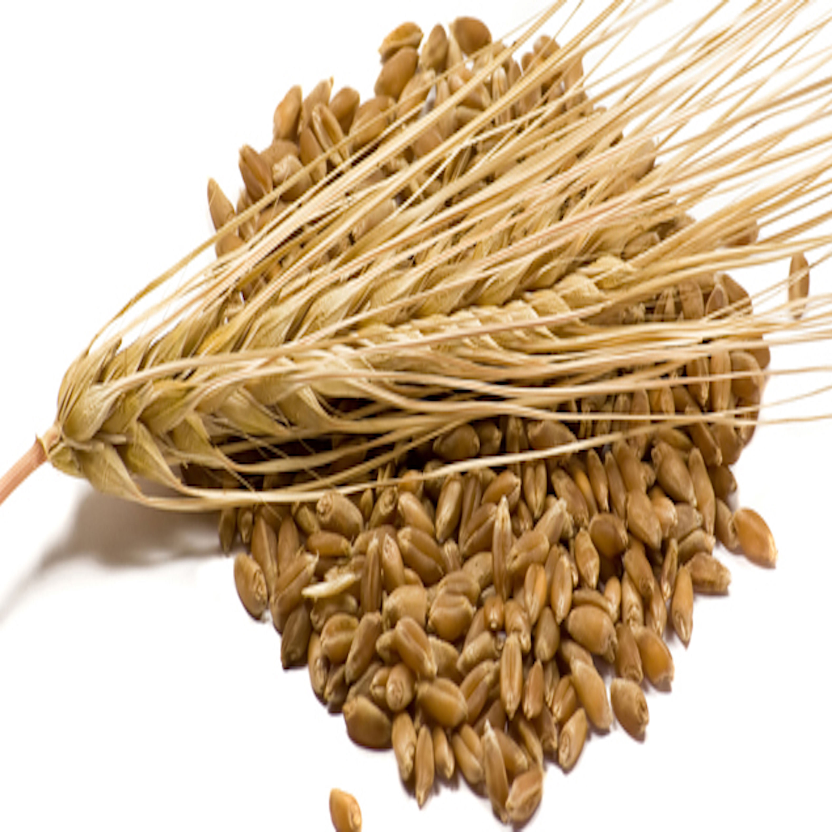 Fast Delivery Premium Malted Organic Barley Grains Best Price Wholesale for Animal Feed In-Stock