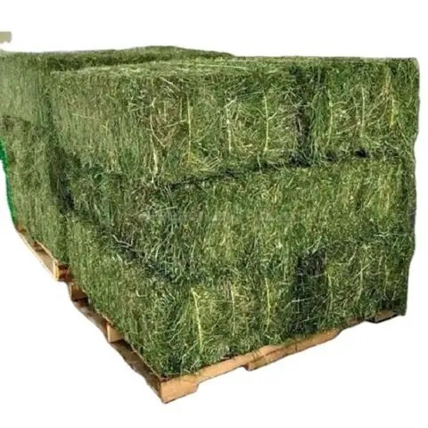 Pacas redondas de 5x4 | Venta de heno de hierba y alfalfa orgánica de la Mejor calidad | Venta de heno de primera calidad/Comprimido