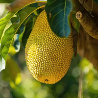 Mekong River Artisan Harvest Jackfruit Chips 100% Natuurlijk met 5% Suiker Diep Knapperig Gouden Standaard Vietnam