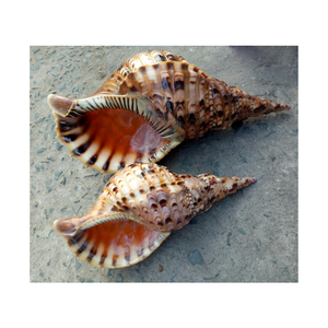 Proveedor de conchas de mar de trompeta de Vietnam, material ecológico, ideal para regalos, arte oceánico, artesanías escolares - Product Image 2