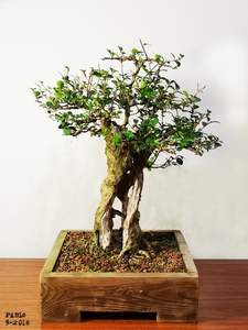 Maceta de Madera Natural para Bonsái |   Trabajo Artesanal Suave |   Proveedor Mayorista - Product Image 2