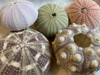 GEM HOT SELLING Urchin de mer premium du Vietnam, pièce décorative idéale pour la maison et le bureau