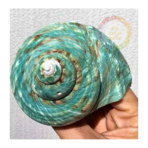 Découvrez la beauté naturelle des coquilles turbo burgess vertes vietnamiennes Trésors océaniques de qualité supérieure pour la décoration et l'artisanat - Product Image 2
