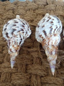 Conchas de Trompeta Grandes, Conchas de Tritón, Conchas Marinas Naturales de Alta Calidad de Vietnam - Product Image 6