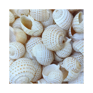 Decor-Ready Turbo Burgess Seashells-Seleccionado de Vietnam, alta calidad, varios tamaños y estilos, grado de exportación - Product Image 6