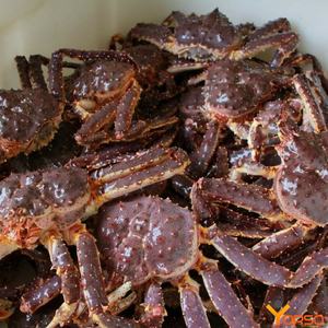 Hochwertige ganze norwegische rote Königs krabbe | Soft shell krabben Schlamm krabben zum Verkauf in loser Schüttung weltweit