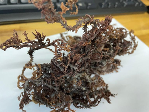 Eucheuma cottonii (มอสทะเล) แห้งจากสาหร่ายทะเล nori ในบรรจุภัณฑ์ถุงแบบสดๆ100% จากเวียดนามสีม่วงออร์แกนิค - Product Image 4