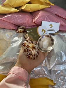 Coquilles polyvalentes pour la décoration intérieure, l'artisanat et les accessoires de mode - Product Image 3