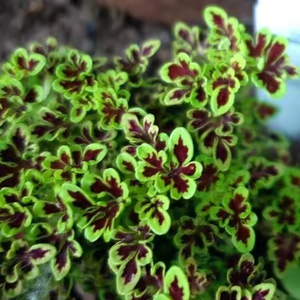 ผงสกัดจากราก20% Coleus forskohlii สารสกัดจากสมุนไพรธรรมชาติที่สกัดจากตัวทำละลายสกัดจากพืชในป่าบรรจุในขวด - Product Image 1