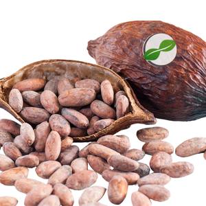 Granos de Cacao Sin Fermentar de Primera Calidad de Indonesia, Mejor Precio, Suministro al por Mayor para Exportación - Product Image 4