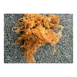 Musgo de mar irlandés seco Wildcrafted de alta calidad para ensalada Seamoss Algas marinas Eucheuma Cottonnii secas y limpias - Product Image 3