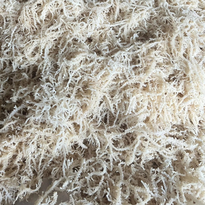 Eucheuma Cottonii Seaweed Cheap Price High Quality Natural Seaweed From Vietnam Supplier - Product Image 1