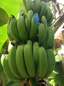 กล้วยเขียวคาเวนดิชเกรดเกรดพรีเมี่ยมจากเวียดนามกล้วยหอมหวานทนทาน - Product Image 2