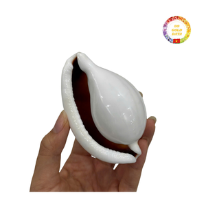 Wholesale Large Size White <b>Egg</b> Cowrie Shells Vietnam Polished Seashells for DIY Jewelry Making and Home <b>Decor</b> - Product Image 3
