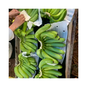 베트남 원산지 하이 퀄리티 신선한 캐번디시 바나나 과일 공장 공급 저렴한 도매 신선한 캐번디시 바나나 디저트