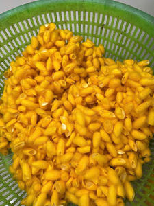 Sacos de Capullos de Gusano de Seda Dorado al por Mayor |   Empaquetado Agrícola a Granel |   Estándar de Exportación Global - Product Image 6