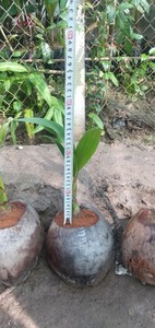 ต้นมะพร้าวเขตร้อน - Product Image 3