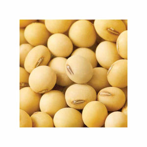 Graines de soja jaunes en vrac séchées naturelles sans OGM de la meilleure qualité - Product Image 2