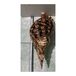 Vietnam Marine Spiral <b>Shells</b> for Ocean and Themed Projects, Craft Supplies, and Interior <b>Ornamentation</b> - Product Image 1