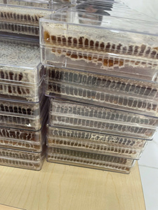Miel de abeja salvaje multifloral pura de Vietnam Premium Raw Honeycomb Cake Venta a granel Oferta competitiva para exportación lista para envío - Product Image 4