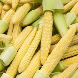 Maíz Bebé Congelado de Vietnam al por Mayor, Calidad Premium, Cosecha Fresca, Congelación Rápida - Product Image 6